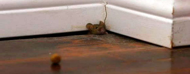 Mice in the Hotel Room!!! NOT ground floor room! - Picture of