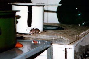 Mouse in your kitchen