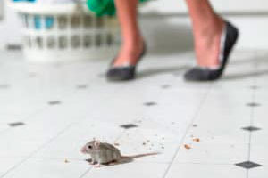 Mouse in kitchen