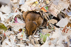 Mouse in the shredded paper