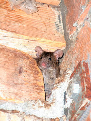 Mouse in wall