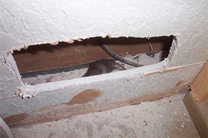 Mouse inside wall