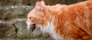 The Best Cats for Catching Mice: How to Choose The Right One