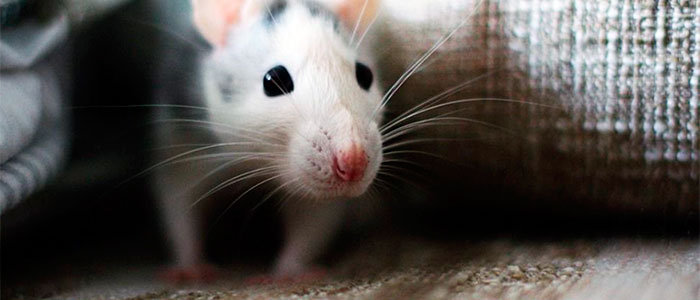 Mouse on your bed