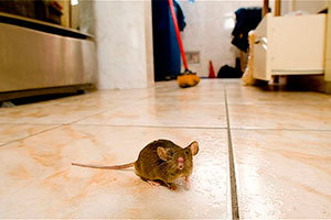 Mouse on the floor