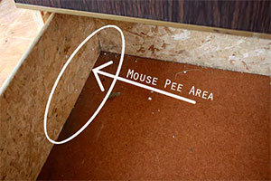 Mouse Pee Area