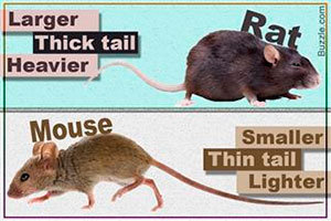 Mouse vs Rat