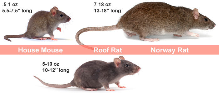 House mouse, Roof rat and Norway rat