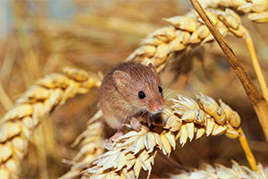 Field mouse