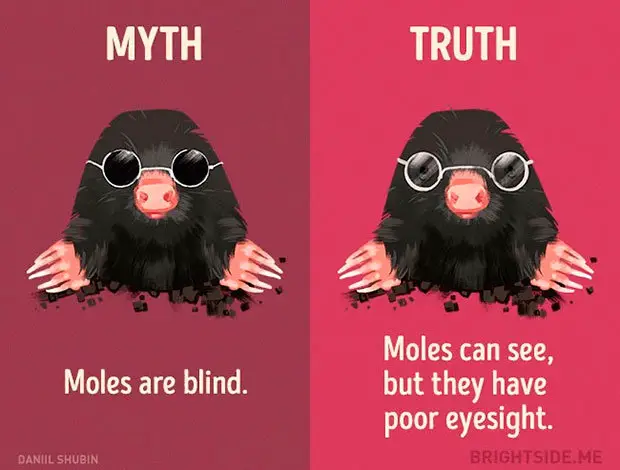 Myth and truth about mole blind