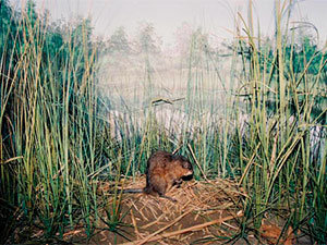 Muskrats habitat