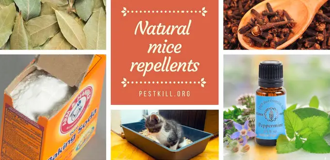 Infographic: Natural mice repellents