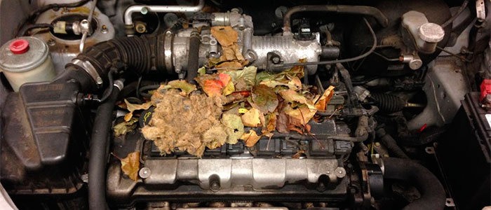 Mice nest in engine block