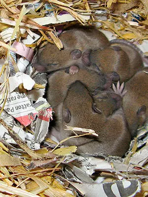 Mice in nest