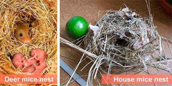 Mice nests