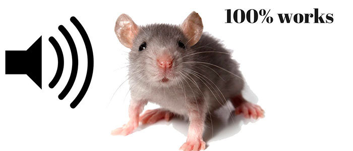 How to Scare Mice Away from Your House: Find Out the Best Methods