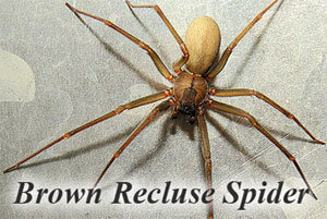 Brown Recluse Spider