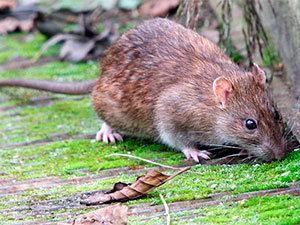 Norway rat