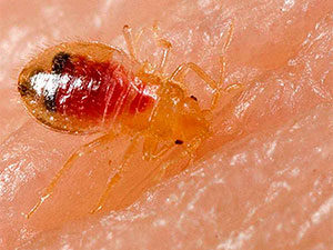 Bed bug nymph taking a blood meal