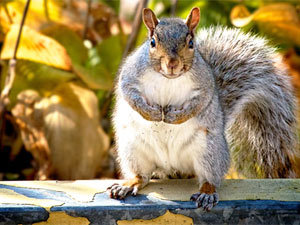 Preventive measures to control squirrels in attic