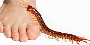 Centipede on the human foot