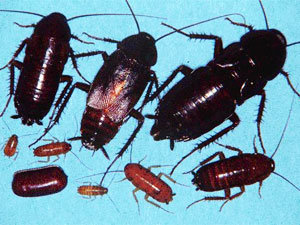 Oriental cockroaches