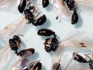 Efficient Ant Control Tips to Do Away With Troublesome Pavement Ants