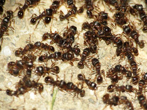 Pavement ants