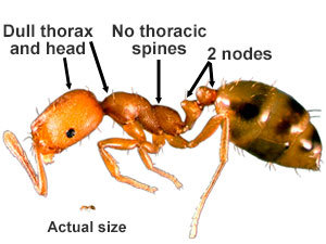 Pharaoh Ant (Monomorium pharaonis)