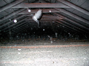 Pigeon in attic