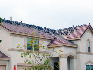 Pigeons on your roof