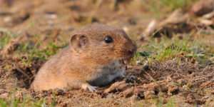 Pine vole