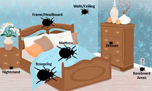 Places for sprinkling boric acid