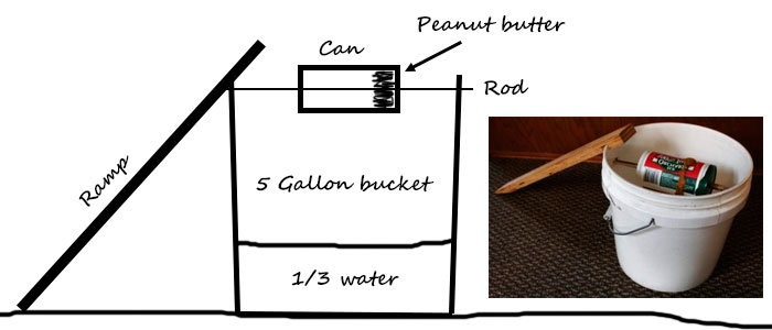 Bucket mouse trap plan