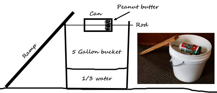 DIY Five Gallon Bucket Mouse Trap (Gentleman Homestead)