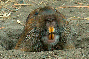 Pocket gopher