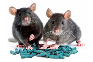 Mice and poison pellets