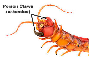 Centipedes poison claws