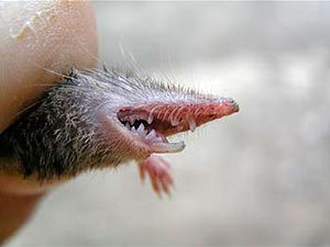 Poisoned shrew