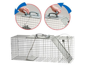 Possum traps setting