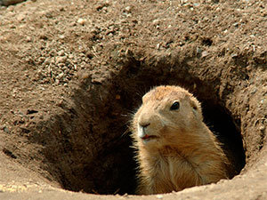 how to get rid of groundhogs: working methods for