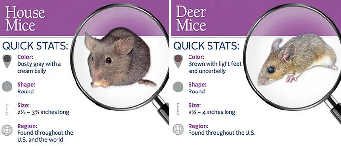 Quick stats of house and deer mice