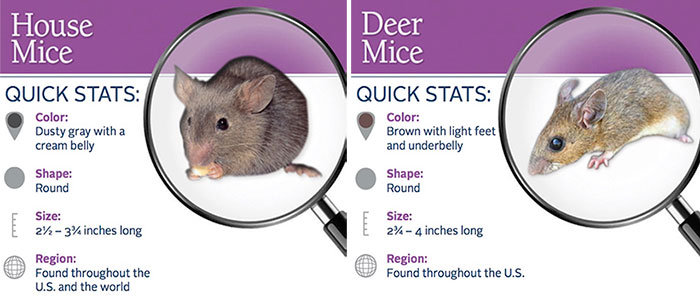 deer mice droppings