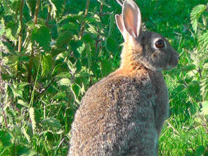 Rabbit eat plants