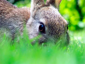 Strong scent of a predator for rabbits get out