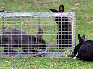 Trap for rabbits