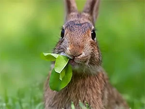 Rabbit in your yard