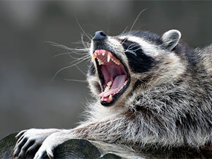 Do raccoons carry rabies