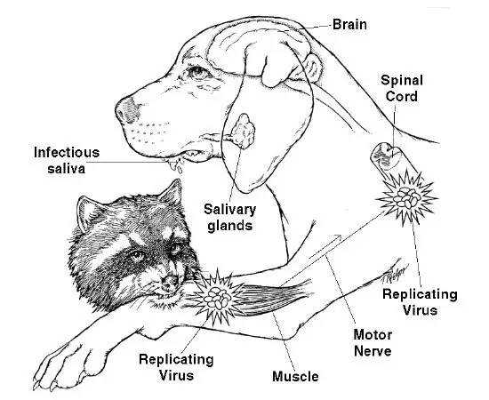 Rabid raccoons are dangerous to dogs