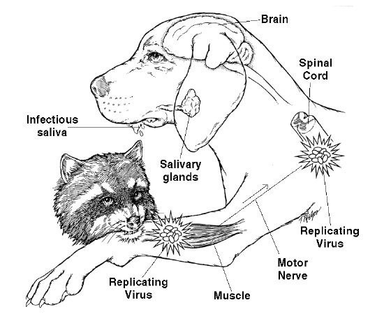 Useful Raccoon Rabies Info You Need To Read